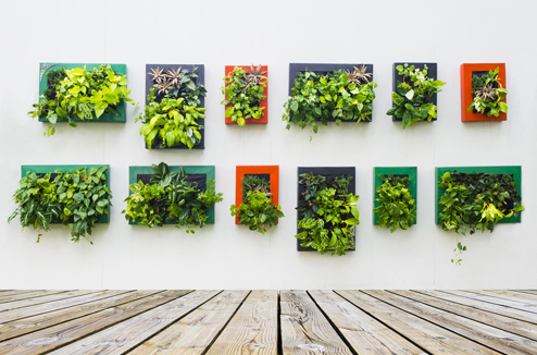 mur_vegetal.jpg