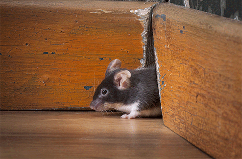 Une souris située dans un logement