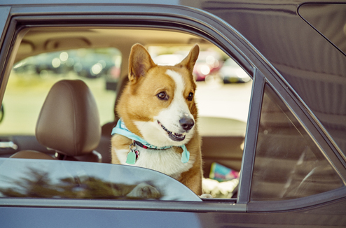 chien_voiture_1.jpg