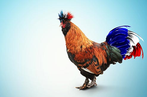 coq494.jpg
