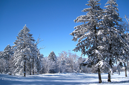 paysage-sapins-neige.jpg