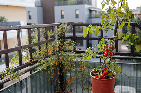 potagerbalcon494.jpg