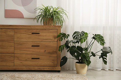 Des plantes dans une maison